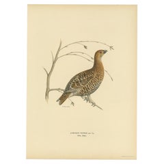 Antique Bird Print of the Black Grouse by Von Wright, 1929