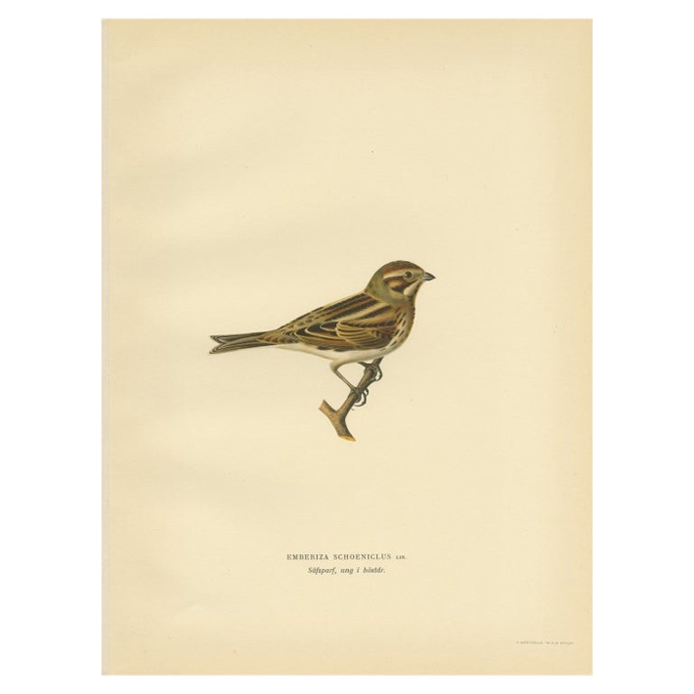Antique Bird Print of the Common Reed Bunting by Von Wright, 1927 For Sale