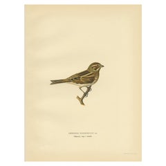 Antique Bird Print of the Common Reed Bunting by Von Wright, 1927