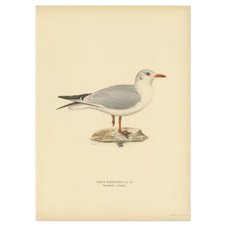 Antique Bird Print of the Black-Headed Gull 'Winter' by Von Wright, 1929 For Sale