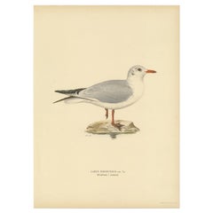 Antique Bird Print of the Black-Headed Gull 'Winter' by Von Wright, 1929