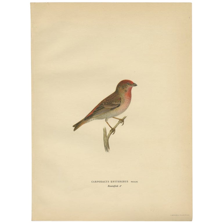 Antique Bird Print of the Common Rosefinch by Von Wright, 1927