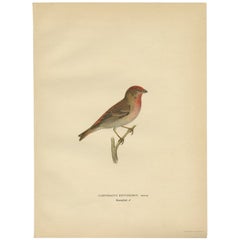 Antique Bird Print of the Common Rosefinch by Von Wright, 1927