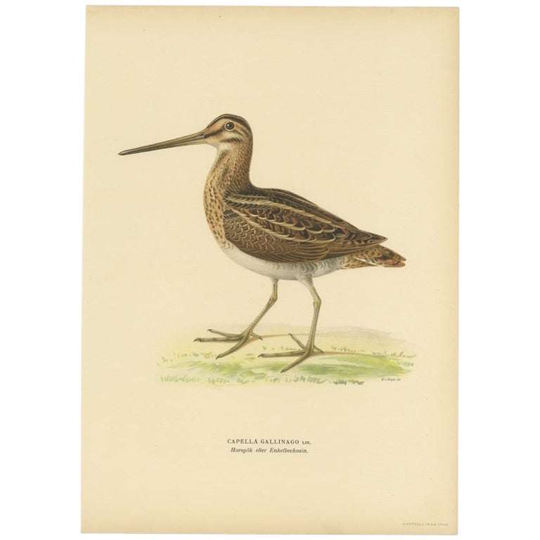 Antique Bird Print of the Common Snipe by Von Wright, 1929 For Sale