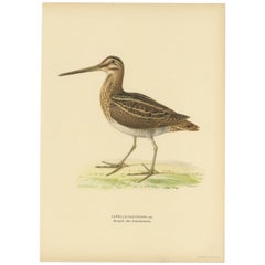 Vintage Bird Print of the Common Snipe by Von Wright, 1929
