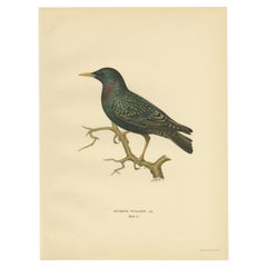 Antique Bird Print of the Common Starling by Von Wright, 1927