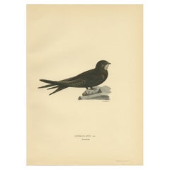 Antique Bird Print of the Common Swift by Von Wright, 1927