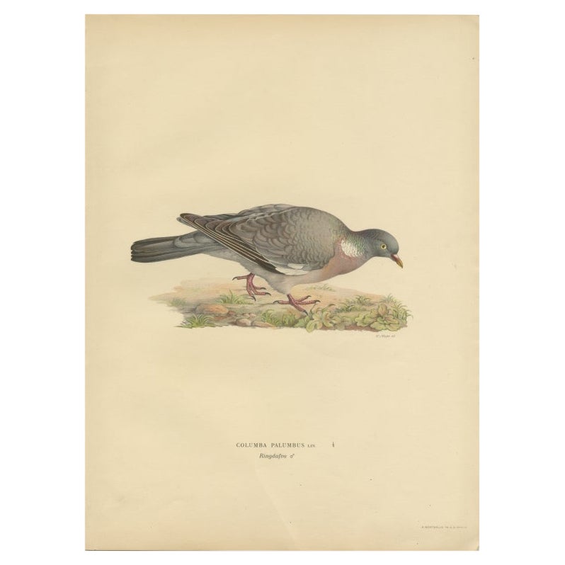 Antique Bird Print of the Common Wood Pigeon by Von Wright, 1929