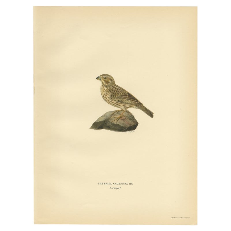 Antique Bird Print of the Corn Bunting by Von Wright, 1927 For Sale