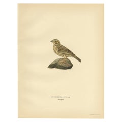 Antique Bird Print of the Corn Bunting by Von Wright, 1927
