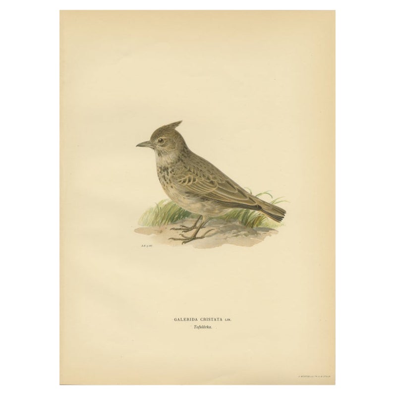 Antique Bird Print of the Crested Lark by Von Wright, 1927 For Sale
