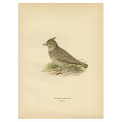 Antique Bird Print of the Crested Lark by Von Wright, 1927