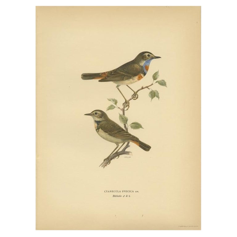 Antique Bird Print of the Bluethroat by Von Wright, 1927 For Sale