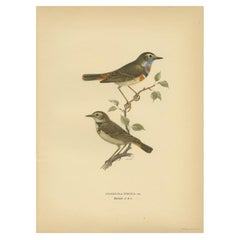 Antique Bird Print of the Bluethroat by Von Wright, 1927