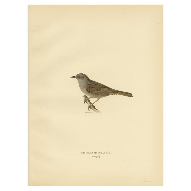 Antique Bird Print of the Dunnock by Von Wright, 1927 For Sale