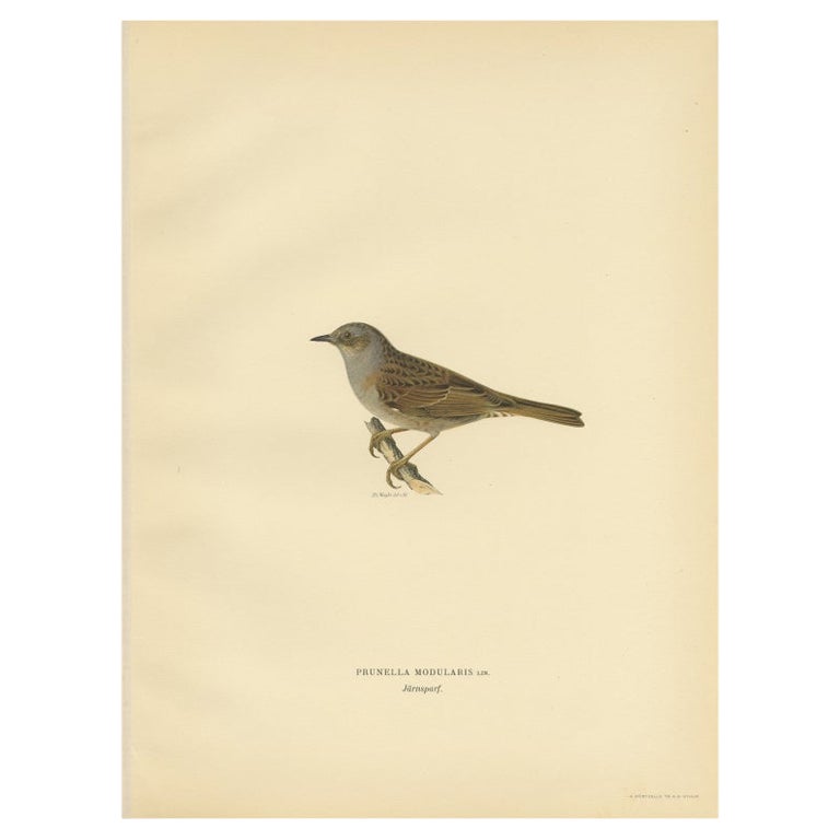 Stampa antica dell'uccello Dunnock di Von Wright, 1927
