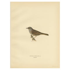 Impression ancienne d'oiseau du Dunnock par Von Wright, 1927