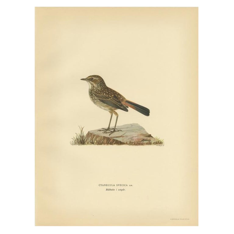 Antiker Vogeldruck des Bluethroat von Von Wright, 1927