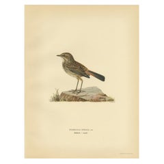 Vintage Bird Print of the Bluethroat by Von Wright, 1927