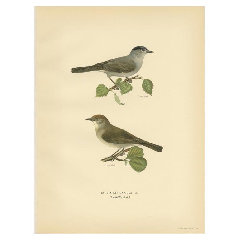 Antique Bird Print of the Eurasian Blackcap by Von Wright, 1927 For Sale