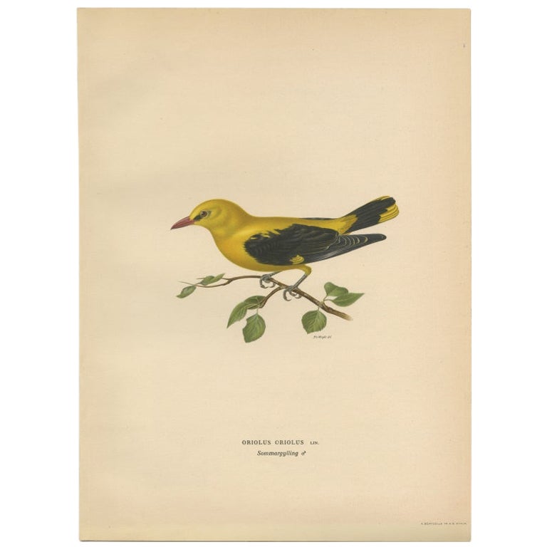 Antique Bird Print of the Eurasian Golden Oriole by Von Wright, 1927 For Sale