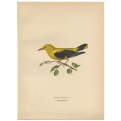 Impression ancienne d'oiseau de l'oriole dorée de l'Équasie par Von Wright, 1927