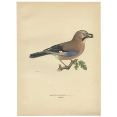 Antique Bird Print of the Eurasian Jay by Von Wright, 1927