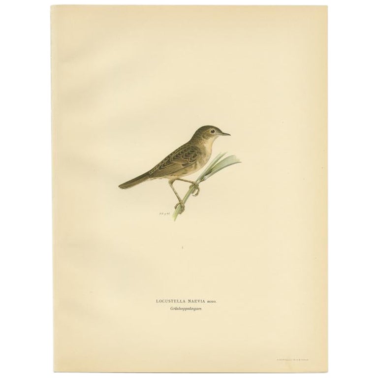 Antique Bird Print of the Common Grasshopper Warbler by Von Wright, 1927 For Sale