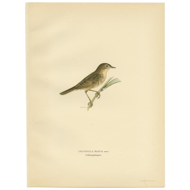 Antiker antiker Vogeldruck des „Common Grasshopper Warbler“ von Von Wright, 1927