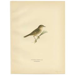 Antique Bird Print of the Common Grasshopper Warbler by Von Wright, 1927