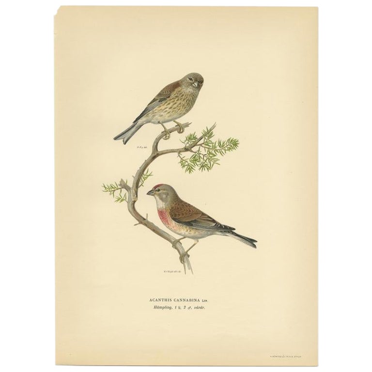 Antique Bird Print of the Common Linnet by Von Wright, 1927 For Sale