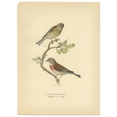 Vintage Bird Print of the Common Linnet by Von Wright, 1927