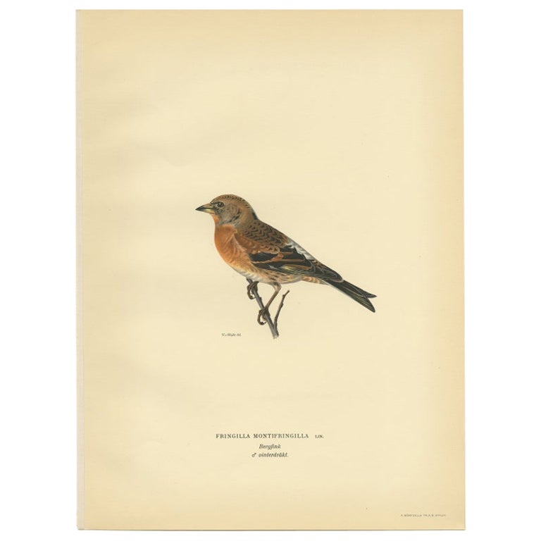 Antique Bird Print of a Male Brambling by Von Wright, 1927 For Sale