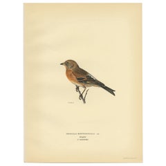 Vintage Bird Print of a Male Brambling by Von Wright, 1927