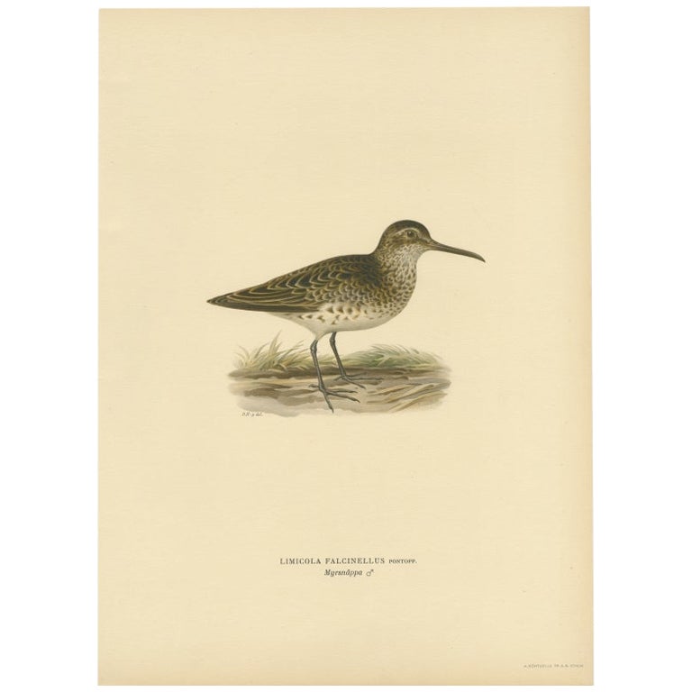 Antique Bird Print of a Male Broad-billed Sandpiper by Von Wright, 1929 For Sale