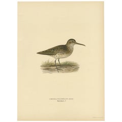 Antique Bird Print of a Male Broad-billed Sandpiper by Von Wright, 1929