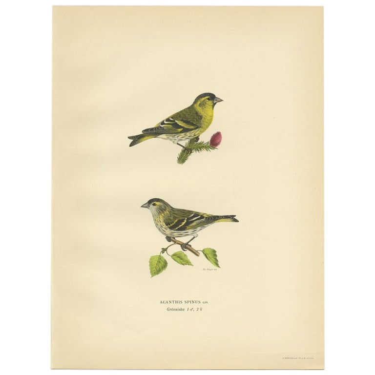 Antique Bird Print of the Eurasian Siskin by Von Wright, 1927 For Sale