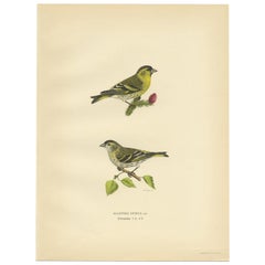 Antique Bird Print of the Eurasian Siskin by Von Wright, 1927