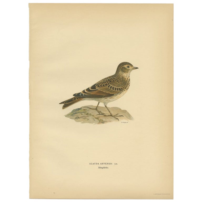 Antique Bird Print of the Eurasian Skylark by Von Wright, 1927 For Sale