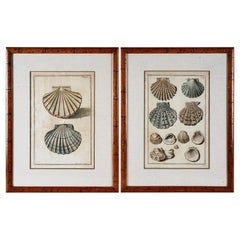 Pair Niccolo Gualtieri Shell Engravings