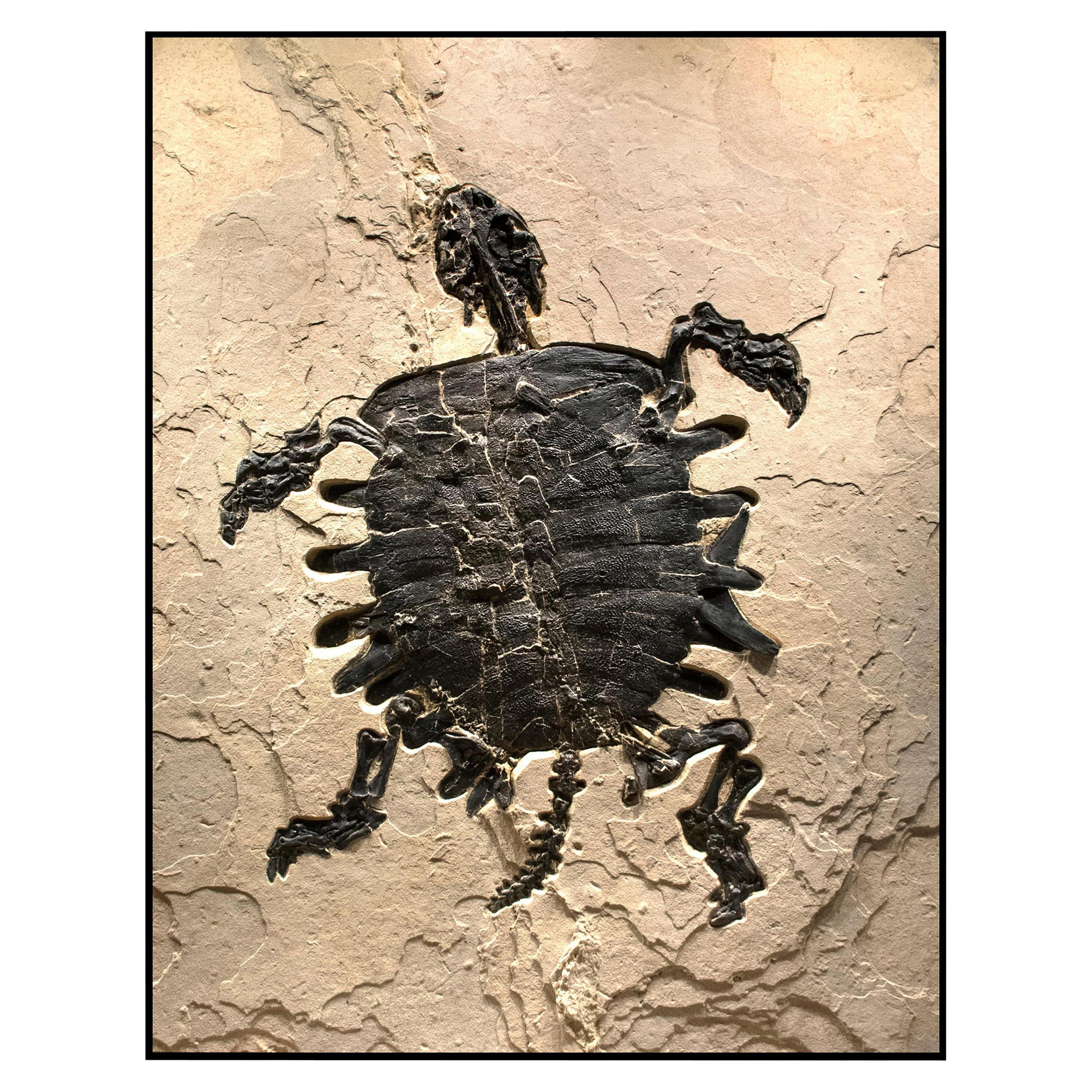 50 Million Year Old Eocene Fossil Giant Turtle Specimen in Stone, from Wyoming