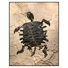 50 Million Year Old Eocene Era Fossil Turtle Specimen in Stone, from Wyoming