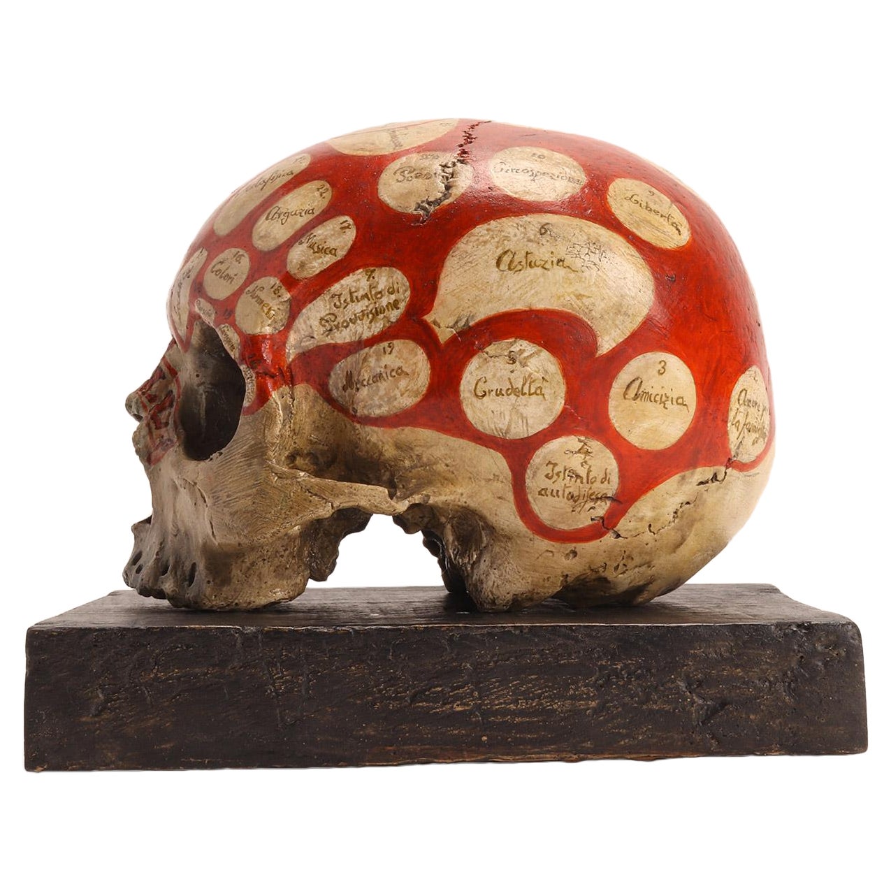 Phrenological Skull According to the Theory of Franz J. Gall, Italy, circa 1850