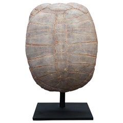 Medium Sized Mounted Turtle Fossil South Dakota Oligocene Period
