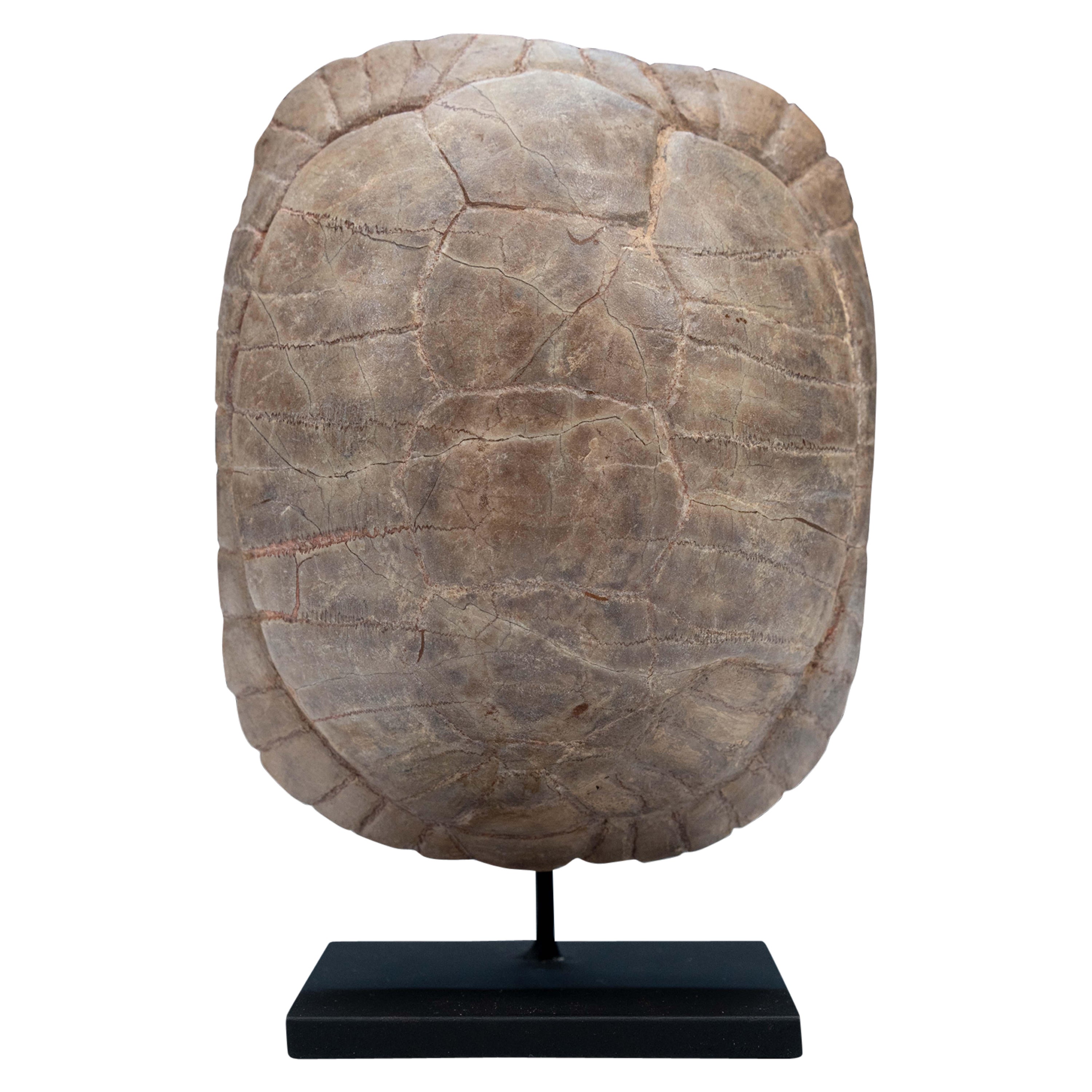 Small Sized Mounted Turtle Fossil South Dakota Oligocene Period