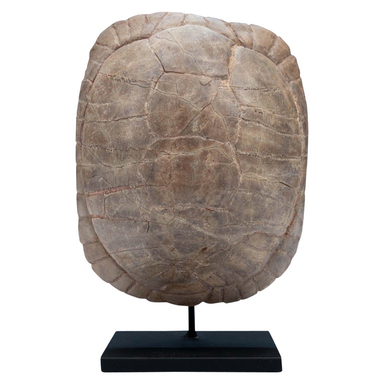 Small Sized Mounted Turtle Fossil South Dakota Oligocene Period For