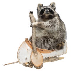 Canoeing Raccoon Taxidermy