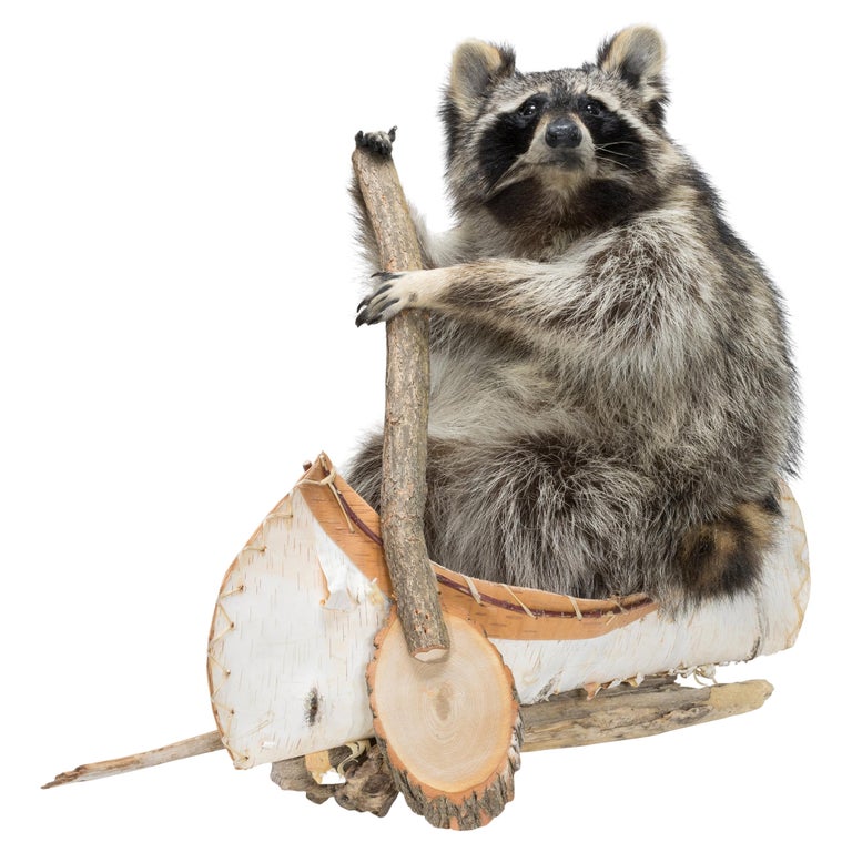 Canoeing Raccoon Taxidermy For Sale