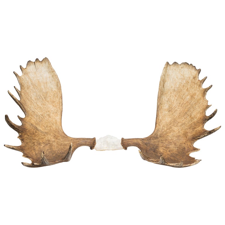 Trophy Moose Rack For Sale at 1stDibs