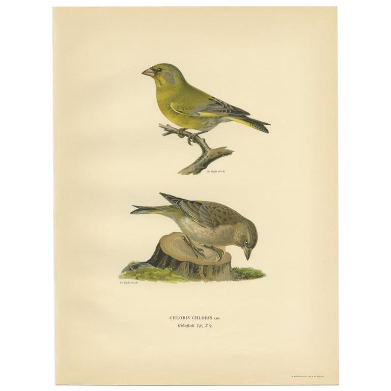 Antique Bird Print of the European Greenfinch by Von Wright, 1927 For Sale